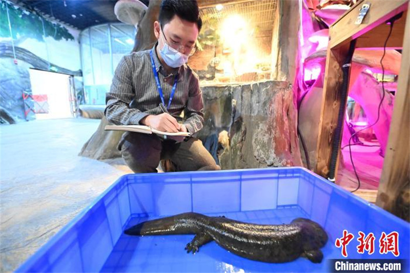 Gansu : une salamandre sauvage de 70 cm de long sauvée à Lanzhou
