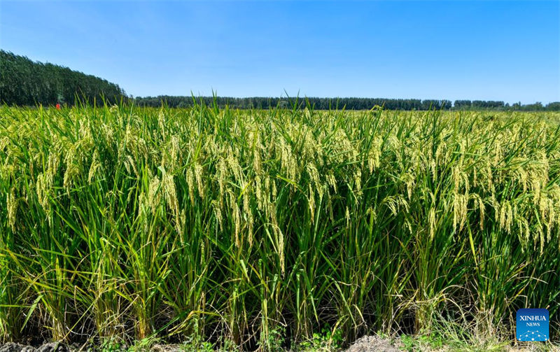 Le « riz géant » va entrer dans la saison de la récolte en octobre à Tianjin