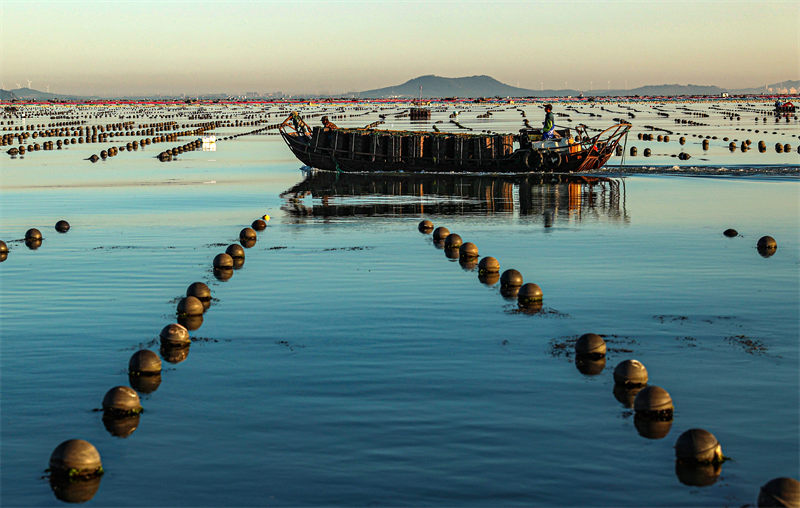 Shandong : l'industrie caractéristique autour de l'abalone dans une commune côtière