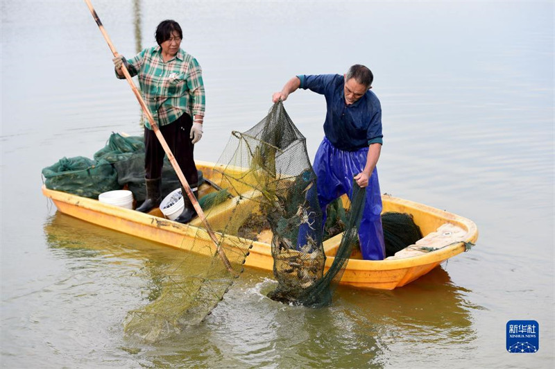 Anhui : les crabes chevelus frais de Wuhe arrivent sur le marché