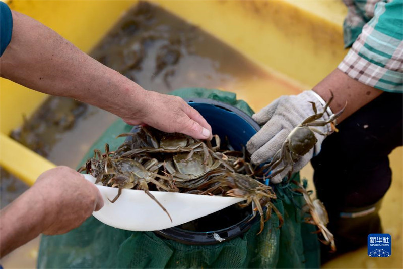 Anhui : les crabes chevelus frais de Wuhe arrivent sur le marché