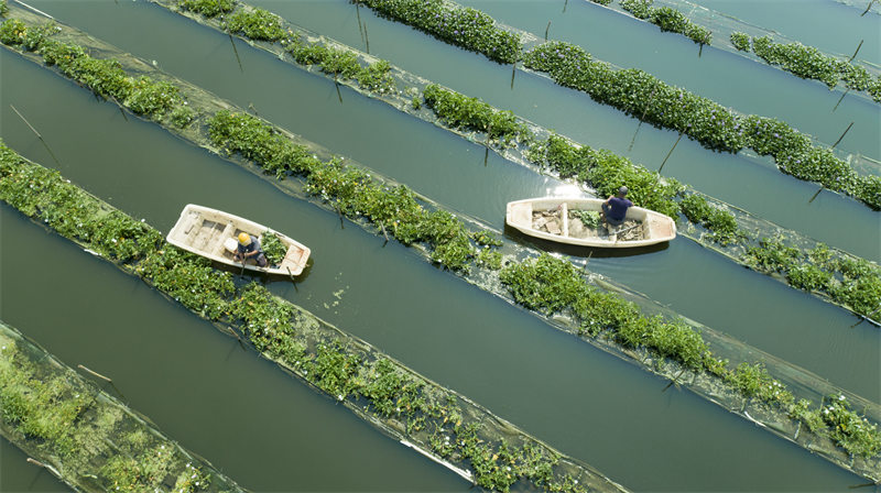 Jiangxi : les agriculteurs récoltent les légumes plantées à la surface de l'eau dans la base des nouvelles industries agricoles
