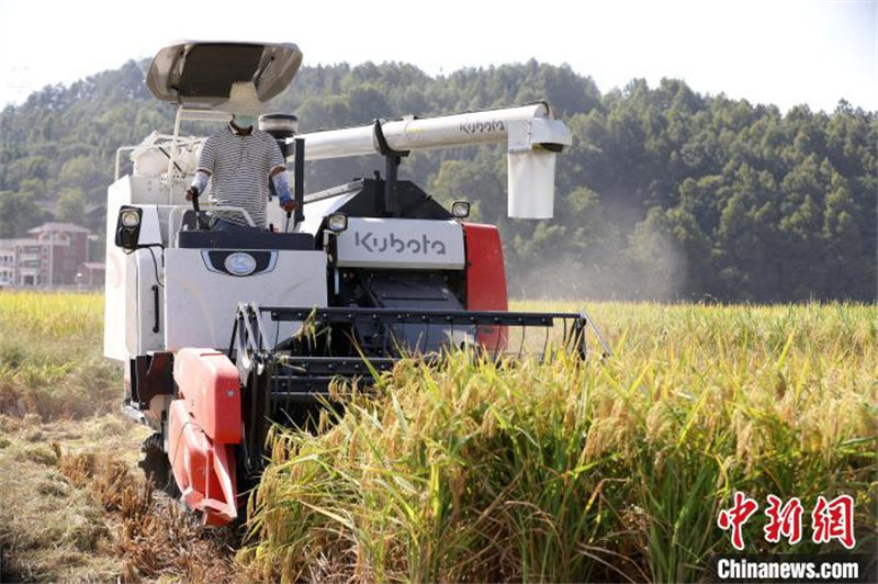 Guizhou : épis de riz odorants, machines agricoles occupées à la récolte