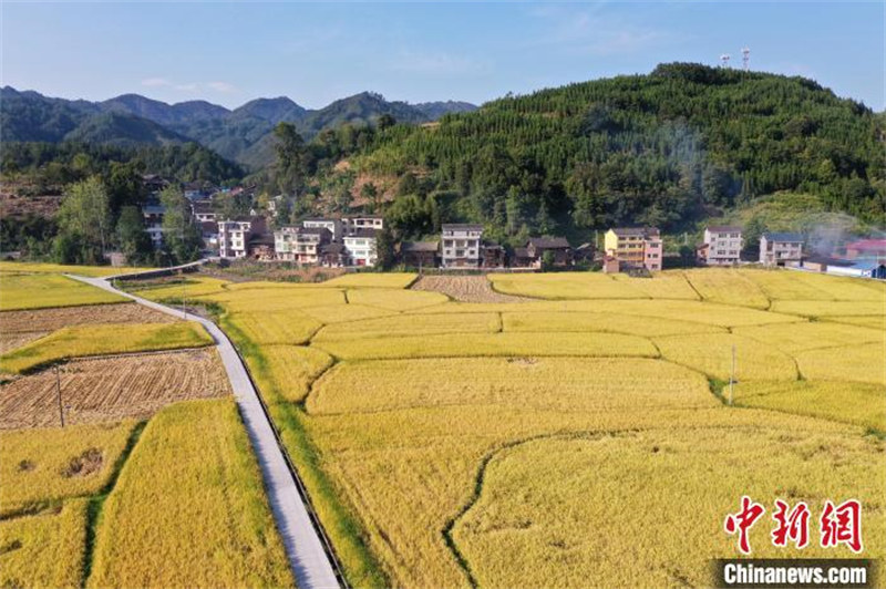 Guizhou : épis de riz odorants, machines agricoles occupées à la récolte