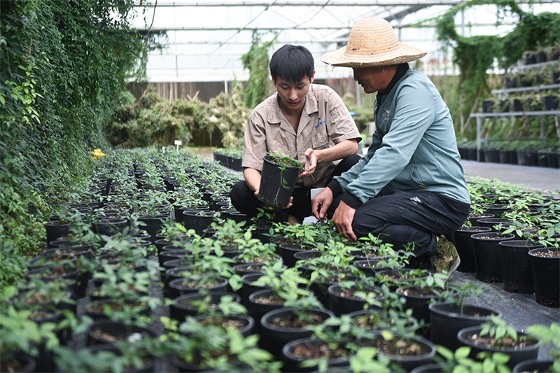 Zhejiang : les agriculteurs-entrepreneurs contribuent à la modernisation agricole