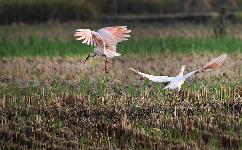 Shaanxi : les ibis nippons volent et jouent dans les rizières