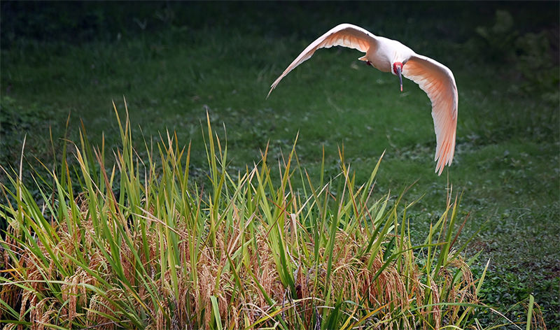 Shaanxi : les ibis nippons volent et jouent dans les rizières