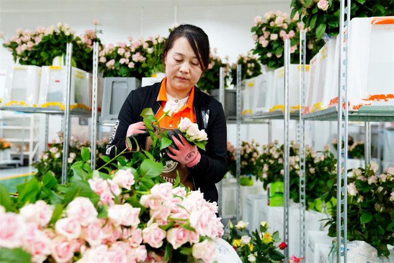 Shandong : la fleur coupée devient une industrie de pointe dans la ville de Zhaoxian