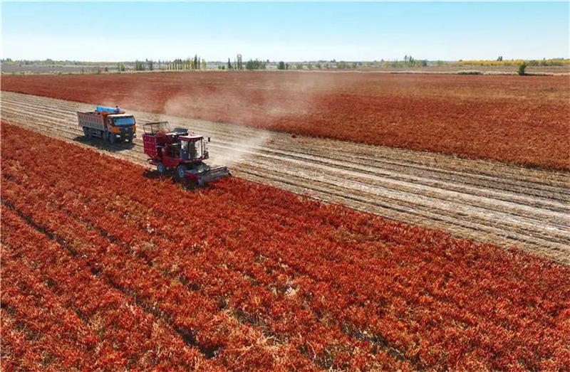 Xinjiang : la récolte du piment désormais entièrement mécanisée à Karamay