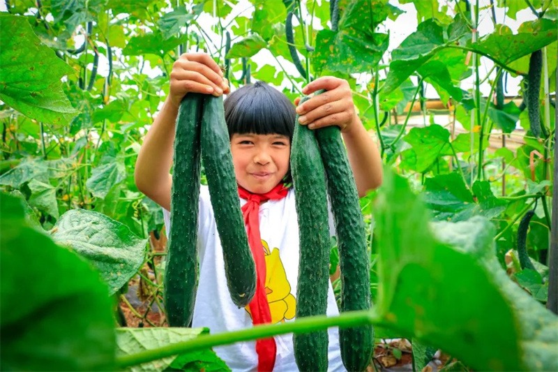 Cette école primaire rurale de Yunnan consomme les matières alimentaires plantées par elle-même