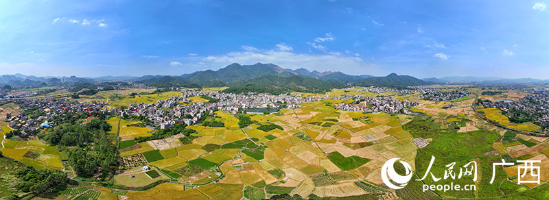 Guangxi : une récolte de riz tardif dans des champs pittoresques du comté de Xingye
