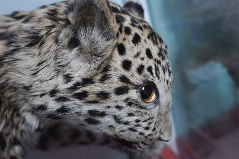 Les chercheurs de léopards des montagnes profondes de Beijing