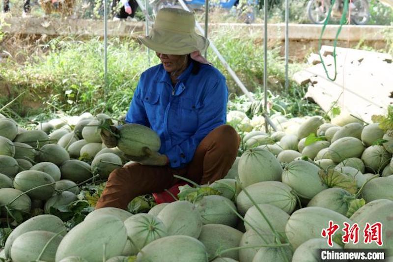 Hainan : les melons de Dongfang à trois récoltes par an arrivent sur le marché 