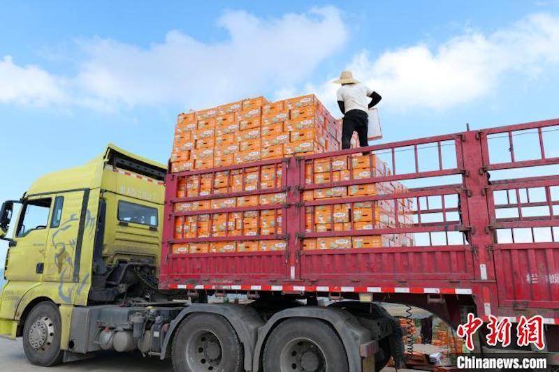 Hainan : les melons de Dongfang à trois récoltes par an arrivent sur le marché 