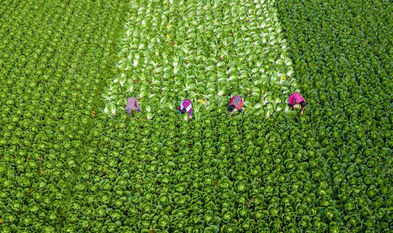 Jiangsu : la récolte des choux chinois à Hai'an