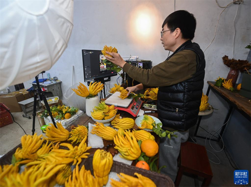 Zhejiang : le fruit de la main de Bouddha ouvre la voie à la revitalisation rurale