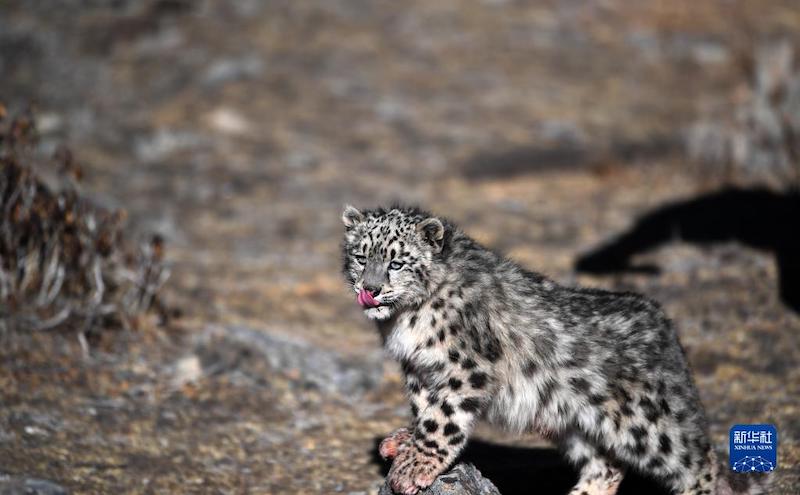 Tibet : un léopard des neiges relâché dans la nature