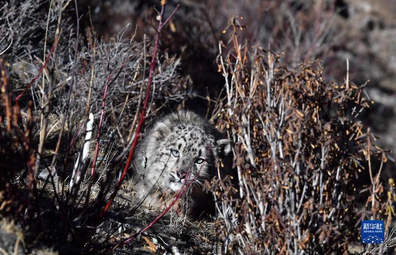 Tibet : un léopard des neiges relâché dans la nature