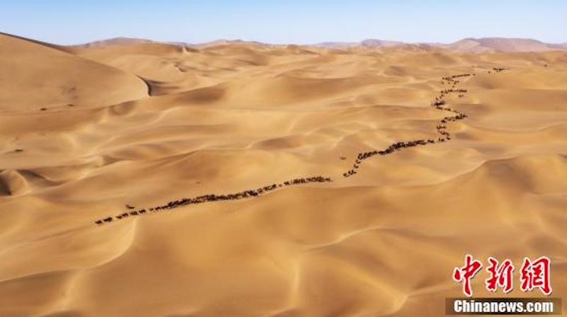 Mongolie intérieure : la transhumance hivernale de chameaux dans le désert de Badain Jaran vue du ciel