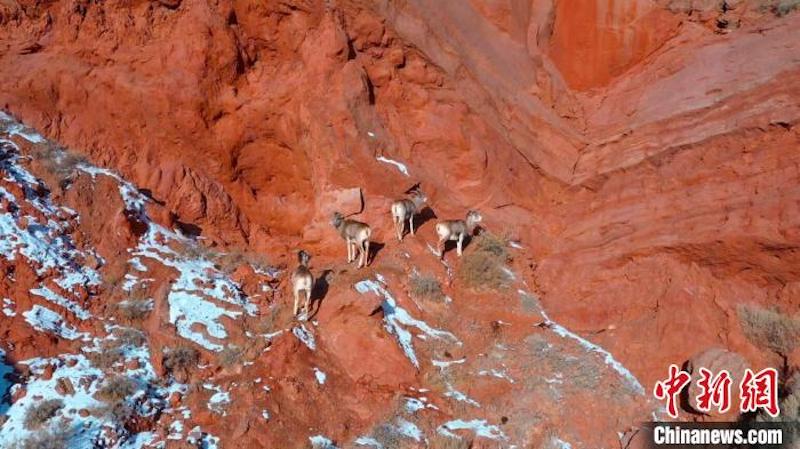Xinjiang : des groupes de moutons bleus se nourrissent tranquillement dans le Grand Canyon de Ten-zan après les chutes de neige
