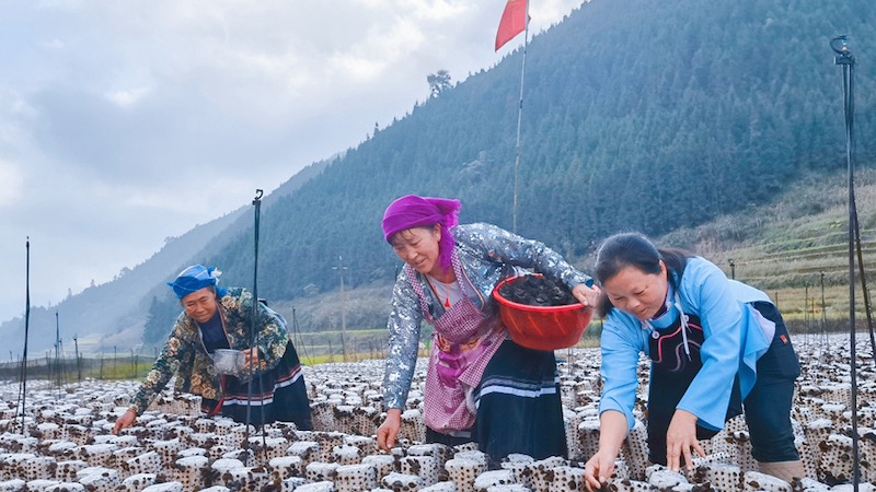 Guangxi : la culture des champignons noirs sur les champs libres en hiver permettent de « paver » de riches routes à Longlin