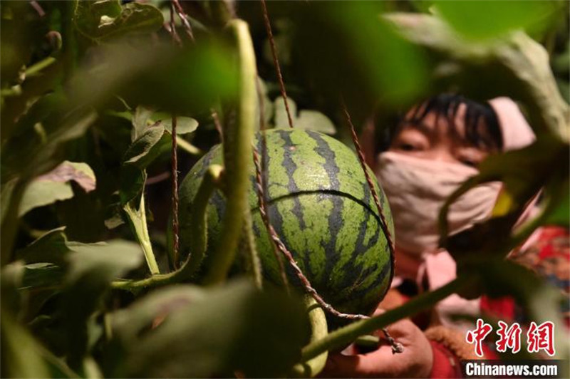 Gansu : à la découverte de « l'agriculture intelligente » à Wuwei où la science et la technologie aident les pastèques d'hiver