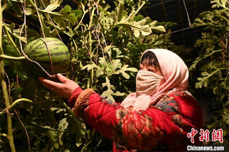Gansu : à la découverte de « l'agriculture intelligente » à Wuwei où la science et la technologie aident les pastèques d'hiver