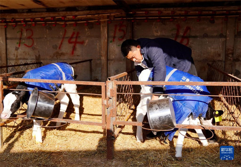 Hebei : un étudiant retourne dans sa ville natale pour créer une entreprise d'élevage de bétail afin d'amener les masses à la prospérité à Xinhe