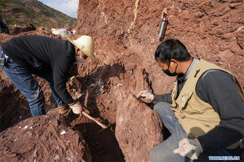 Chine : des fossiles de dinosaures découverts dans le Yunnan