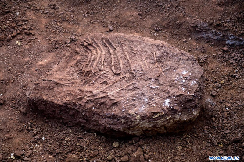 Chine : des fossiles de dinosaures découverts dans le Yunnan