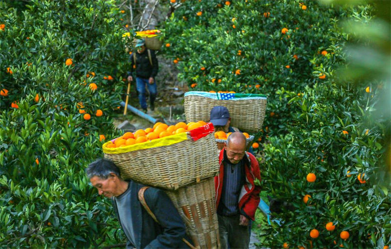Hubei : les oranges d'hiver récoltées pour approvisionner le marché à Zigui