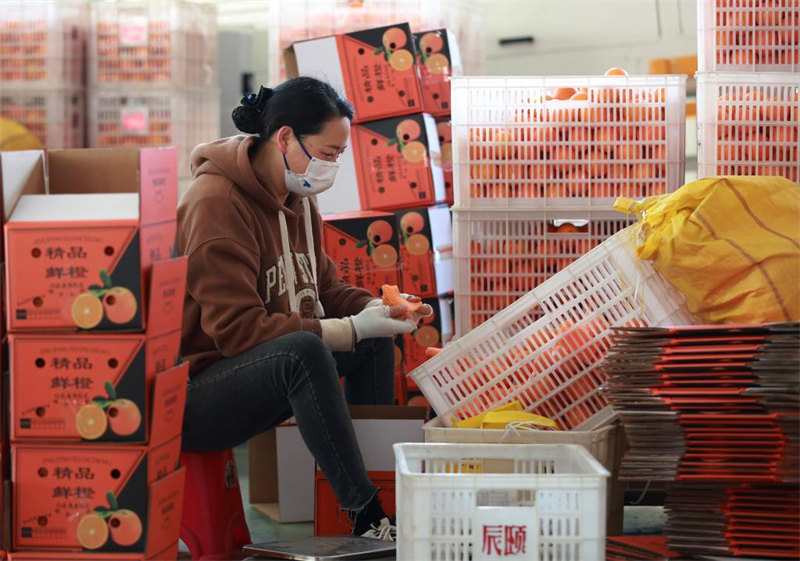 Hubei : les oranges d'hiver récoltées pour approvisionner le marché à Zigui