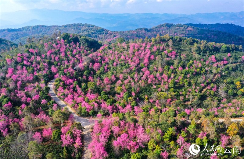 Yunnan : dix mille mu de cerisiers d'hiver fleurissent sur le mont Jingmai, comme un spectacle de nuages parfait