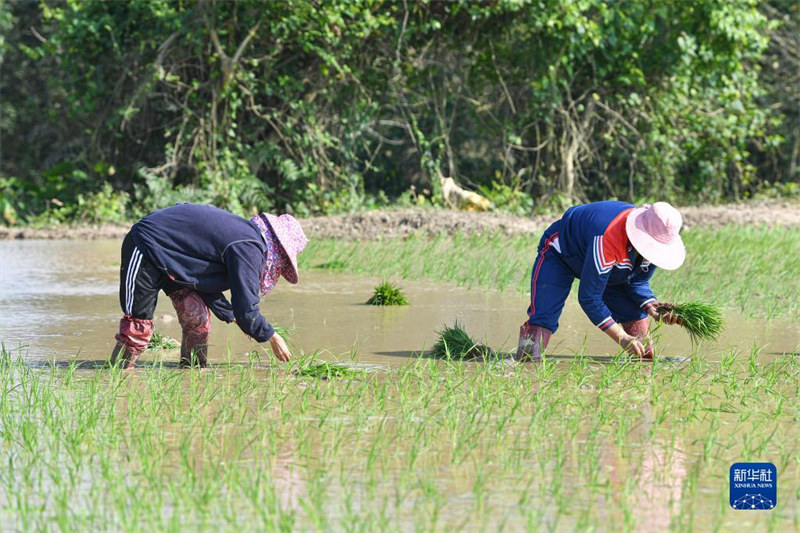 Hainan : début de la plantation de printemps dans la zone humide des 36 Quxi de Haikou