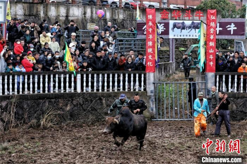 Zhejiang : un spectacle de tauromachie millénaire organisé pour célébrer la Fête des Lanternes dans le district de Wucheng