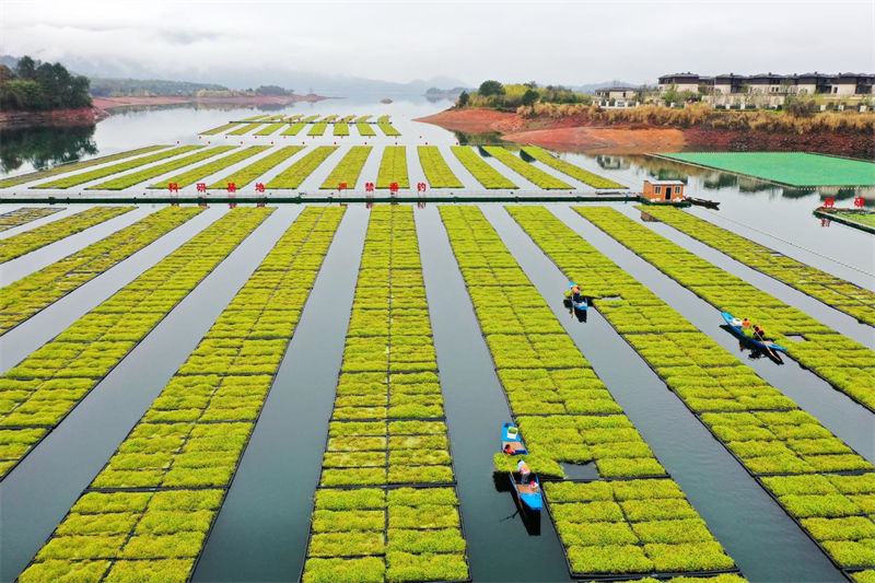 Zhejiang : un potager sur le lac occupé par des récoltes à Chun'an