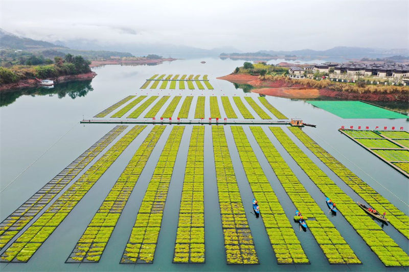 Zhejiang : un potager sur le lac occupé par des récoltes à Chun'an