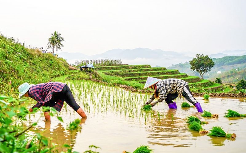 Hainan : les champs en terrasses de Yahu à Wuzhishan décorés pour le printemps, les agriculteurs occupés en joie