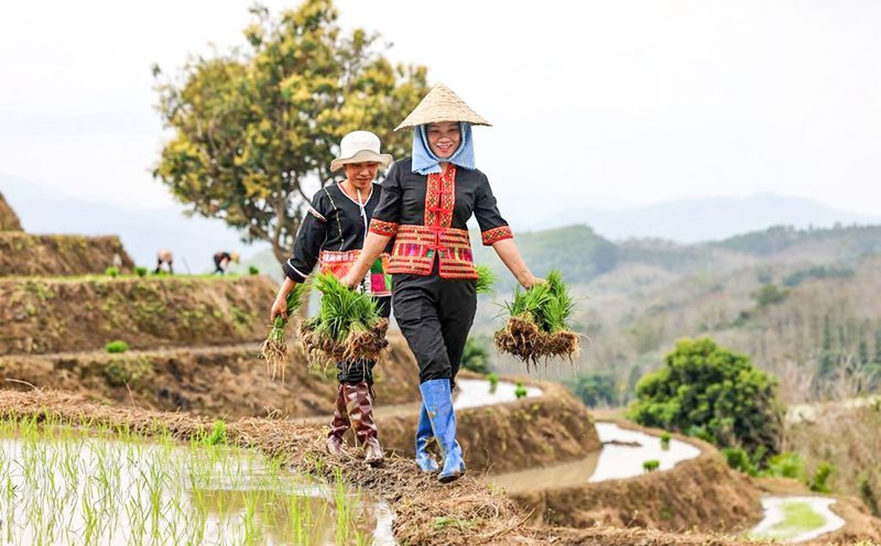 Hainan : les champs en terrasses de Yahu à Wuzhishan décorés pour le printemps, les agriculteurs occupés en joie