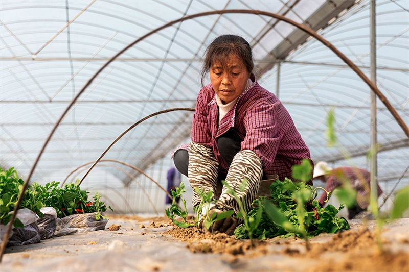 Jiangxi : une agriculture active au début du printemps