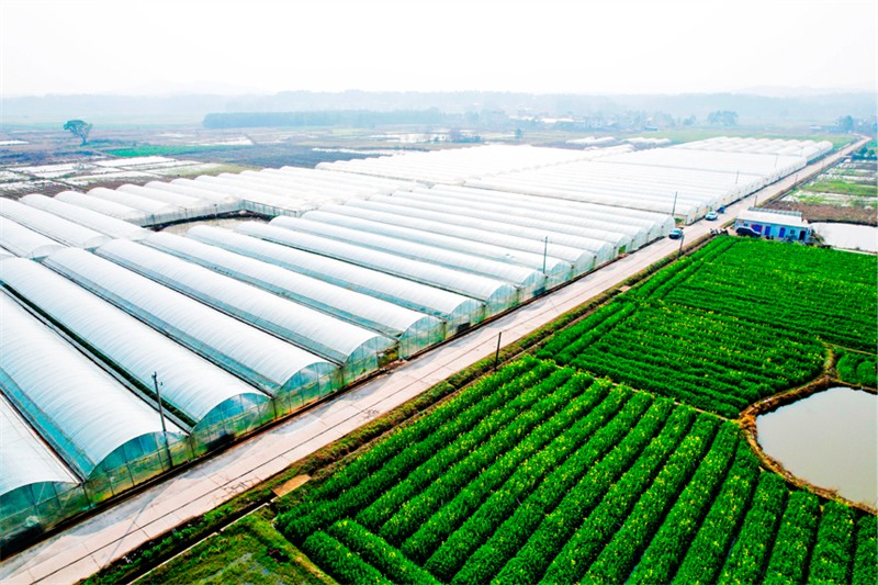 Jiangxi : une agriculture active au début du printemps
