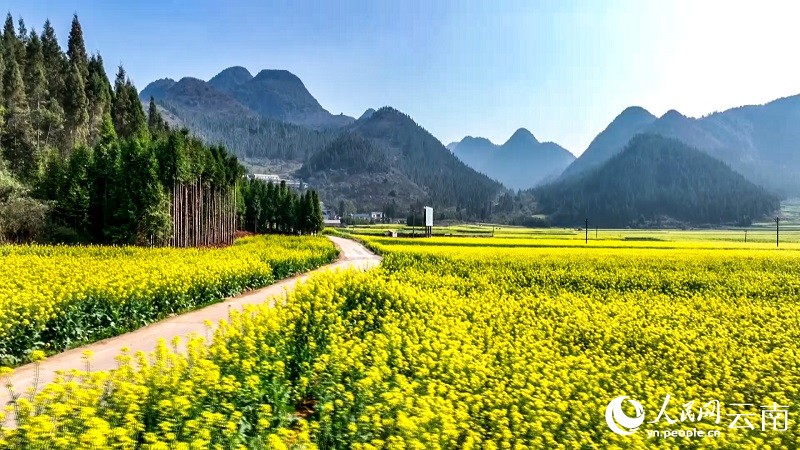 Yunnan : le printemps bat son plein et des millions de mu de fleurs de colza s'épanouissent à Luoping pour accueillir les visiteurs