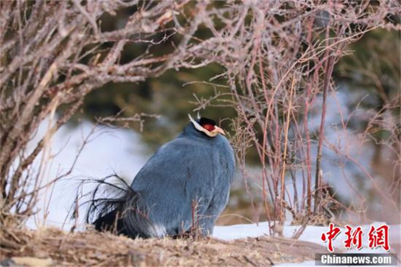 Ningxia : des hokkis bleus aperçus dans le mont Helan