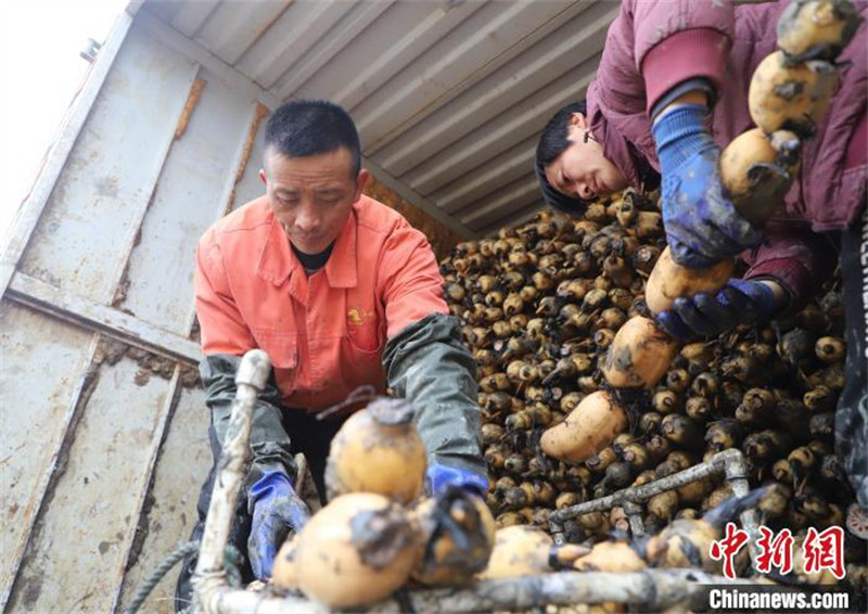 Anhui : l'industrie de la racine de lotus contribue à augmenter les revenus des habitants locaux à Feixi