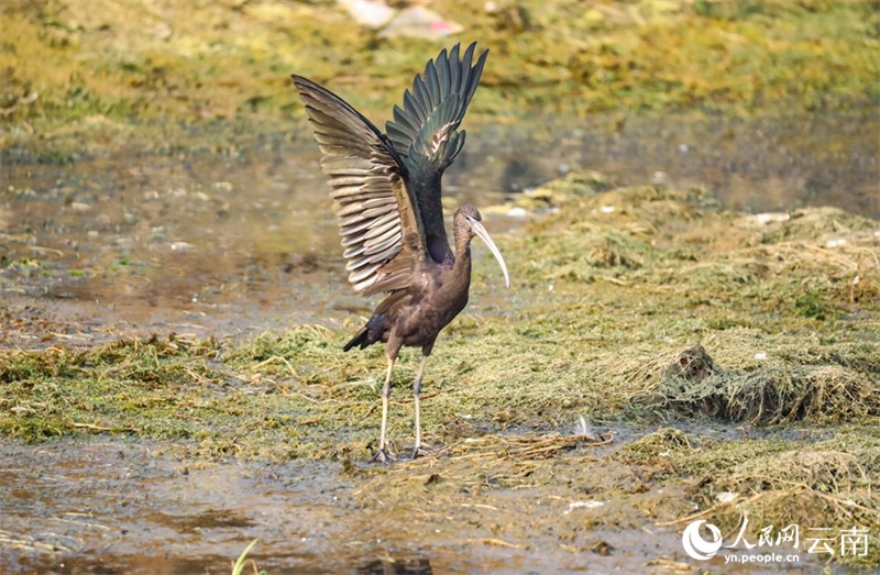 Yunnan : un ibis protégé de classe nationale réapparaît sur le lac Fuxian