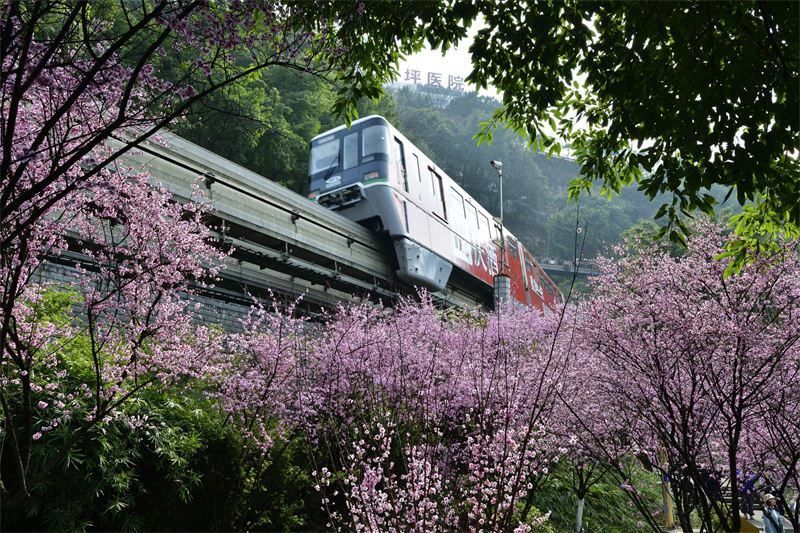 Chongqing : les trains traversent une mer de fleurs