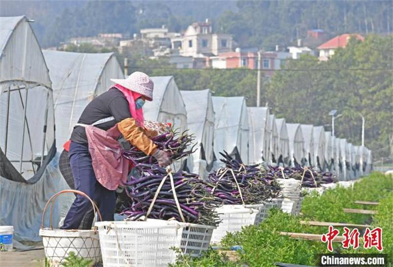 Fujian : les agriculteurs occupés par les travaux dans les serres au printemps