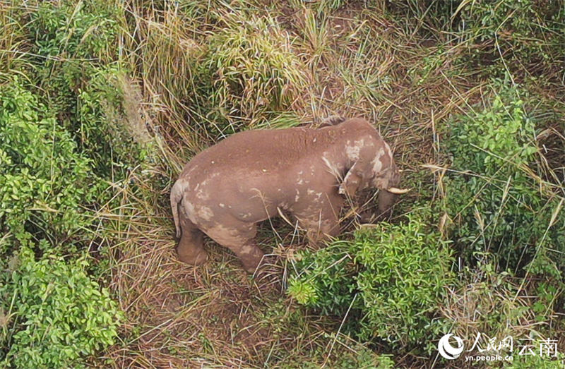 Un moment doux : les « frères et sœurs » des éléphants d'Asie s'amusent avant la sieste dans le Yunnan