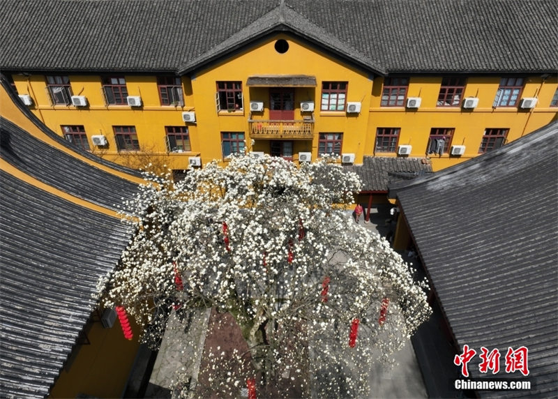 Zhejiang : un magnolia Yulan âgé de 500 ans fleurit pour accueillir les visiteurs à Hangzhou