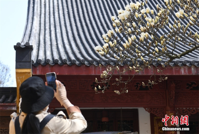 Zhejiang : un magnolia Yulan âgé de 500 ans fleurit pour accueillir les visiteurs à Hangzhou
